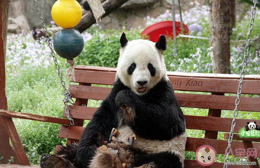 带孩子看熊猫发朋友圈的说说 陪孩子看熊猫心情感慨大全。