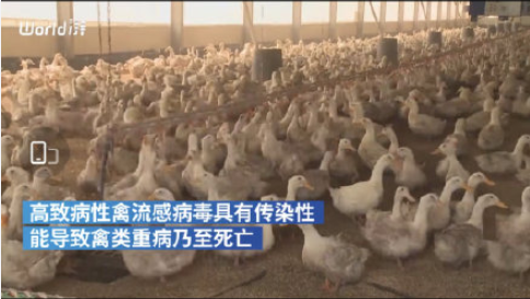 韩国扑杀440多万只家禽|韩国扑杀440多万只家禽是怎么回事 禽流感应该如何预防