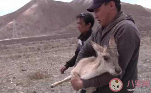 可可西里有个藏羚羊幼儿园是怎么回事 藏羚羊为什么那么珍贵
