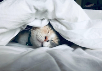 猫冬天会感到冷吗 冬天怎么给猫咪做好保暖措施