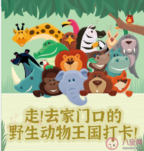 武汉野生动物王国|武汉野生动物王国什么时候开园 武汉野生动物王国有哪些好玩的