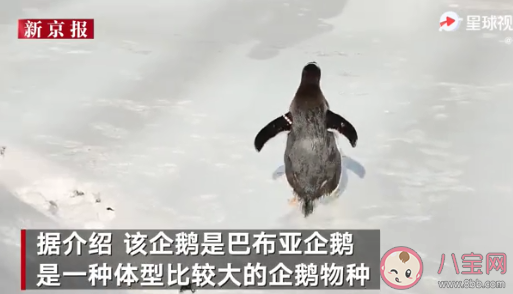 人工孵化企鹅第一次看见雪是什么反应 第一只人工孵化企鹅是在哪产生的