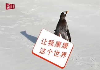 人工孵化企鹅第一次看见雪是什么反应 第一只人工孵化企鹅是在哪产生的