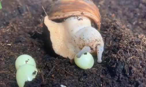 蜗牛是蛋生的吗 蜗牛是如何繁殖后代的