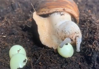 蜗牛是蛋生的吗 蜗牛是如何繁殖后代的