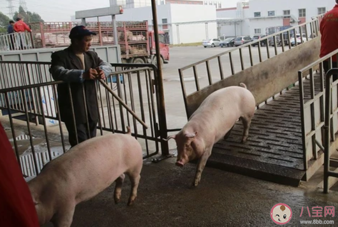 生猪价格大幅反弹|生猪价格大幅反弹是什么原因 每头养殖利润达1500-2000元是真的吗