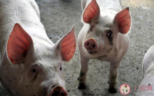 生猪价格大幅反弹是什么原因 每头养殖利润达1500-2000元是真的吗