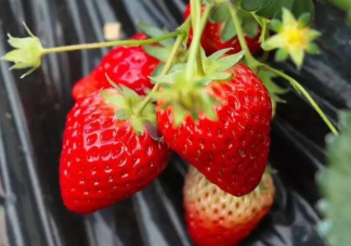 吃草莓前一定要用盐水泡吗 关于草莓的几个问题