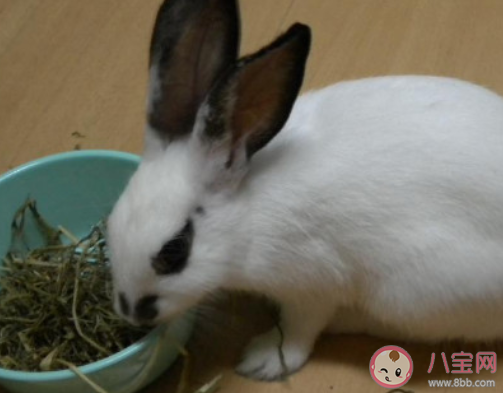 生活中的兔子更喜欢以下哪种食物 最新蚂蚁庄园小课堂1月16日答案