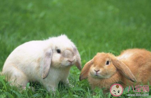 生活中的兔子|生活中的兔子更喜欢以下哪种食物 最新蚂蚁庄园小课堂1月16日答案