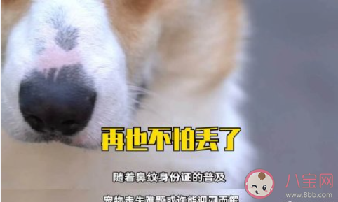 杭州宠物鼻纹身份证如何办理 动物的鼻纹有什么特殊之处