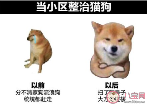 杭州宠物鼻纹身份证如何办理 动物的鼻纹有什么特殊之处