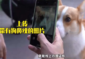 宠物鼻纹身份证是什么 杭州宠物鼻纹身份证如何使用