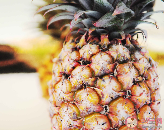 凤梨和菠萝是不是同一种水果有什么区别 凤梨和菠萝有什么关系