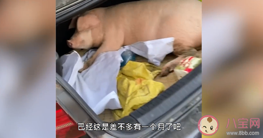 男子回家探亲离别时爸妈送活猪是怎么回事 过年各地猪肉多少钱一斤了