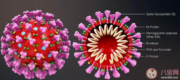 新冠病毒在25℃环境可存活3至4天 新冠病毒到底是如何被灭活的