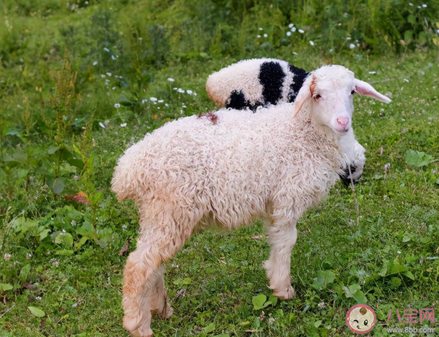 滩羊是什么品种的羊 滩羊肉是哪里的特产