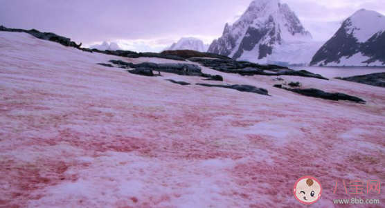 南极西瓜雪是由什么造成的 西瓜雪有哪些危害