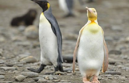 南极黄金企鹅是怎么回事 黄金企鹅是怎样的