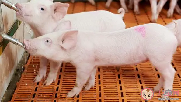 2021年能吃到便宜猪肉吗 猪肉什么时候降价