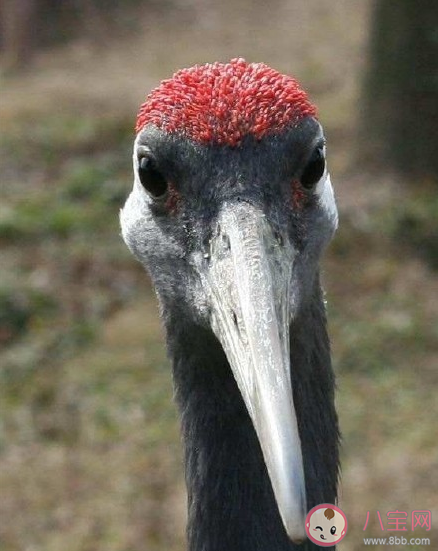 丹顶鹤|丹顶鹤是秃头吗 丹顶鹤头上的红色不是羽毛是什么