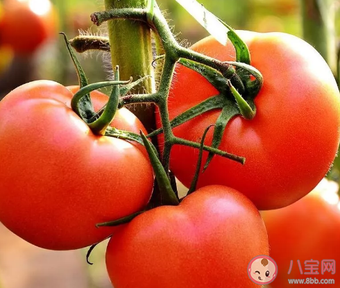 如何挑选自然成熟的西红柿 西红柿能美白吗