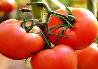 如何挑选自然成熟的西红柿 西红柿能美白吗