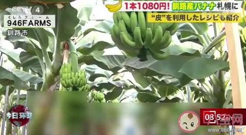 日本可连皮食用香蕉是怎样的 连皮食用香蕉多少钱