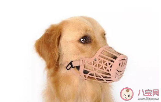 狗狗戴嘴套有什么危害吗 狗狗不愿意戴嘴套怎么办