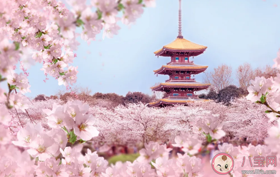 2021武汉赏樱时间地点汇总 除了武大还可以去哪看樱花