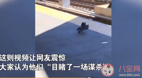 两只鸽子将同伴推下铁轨是怎么回事 鸽子之间也有勾心斗角么