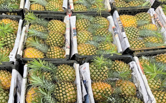 菠萝价涨近3倍|为什么菠萝价格涨近3倍 2021菠萝涨价的原因
