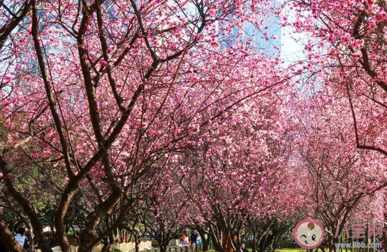 武汉|2021武汉八大赏花活动游玩时间是什么时候 武汉八大赏花游活动详细时间介绍