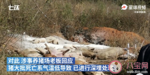 景德镇一养猪场大批死猪致污染是怎么回事 为什么这些猪会大数量的死亡