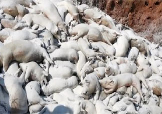 景德镇一养猪场大批死猪致污染是怎么回事 为什么这些猪会大数量的死亡