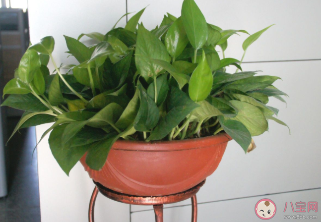 植物|绿萝和郁金香夜来香哪种植物适合养在室内 蚂蚁庄园3月25日问题答案