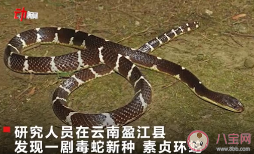 中科院给一剧毒蛇新种命名为素贞是怎么回事 素贞环蛇属于什么科