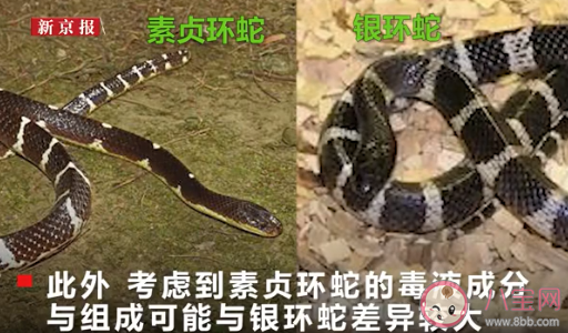 中科院给一剧毒蛇新种命名为素贞是怎么回事 素贞环蛇属于什么科