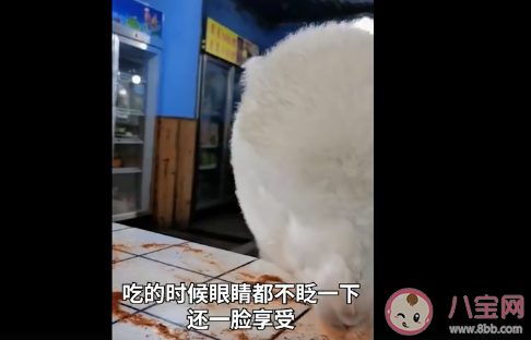 重庆女孩养的羊驼偷吃辣椒面是怎么回事 养宠物羊驼要注意些什么