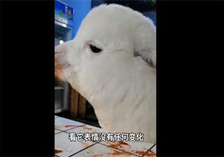 重庆女孩养的羊驼偷吃辣椒面是怎么回事 养宠物羊驼要注意些什么