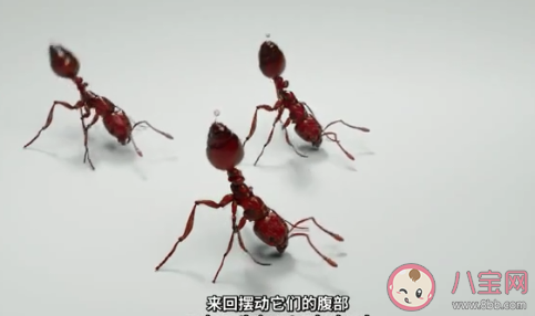 被红火蚁咬伤该如何处理 怎么样防止被红火蚁咬伤