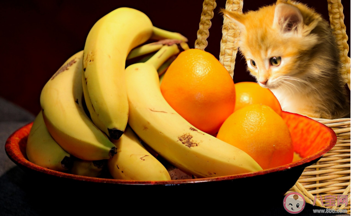 【万爱娱】猫咪可以吃水果吗 猫咪可以吃哪些水果