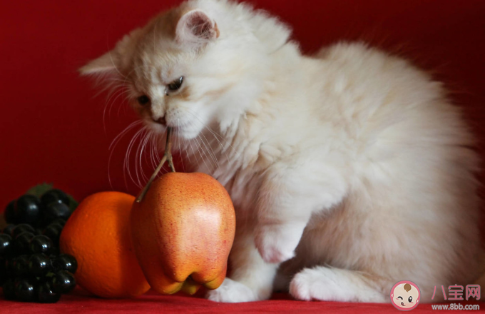 猫咪可以吃水果吗 猫咪可以吃哪些水果