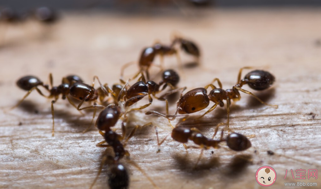 红火蚁到底有多可怕 红火蚁有什么危害