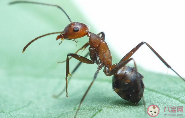 红火蚁到底有多可怕 红火蚁有什么危害