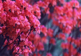 重庆杜鹃花海在哪可以看到 杜鹃花的花期是几月