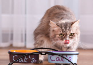 新手铲屎官要了解的猫咪食物清单 猫咪完全不能吃的东西有哪些