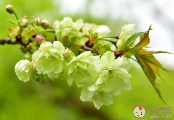 绿色樱花|南京玄武湖绿色樱花是什么品种的 绿色樱花在哪能看到