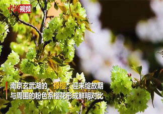 南京玄武湖绿色樱花是什么品种的 绿色樱花在哪能看到