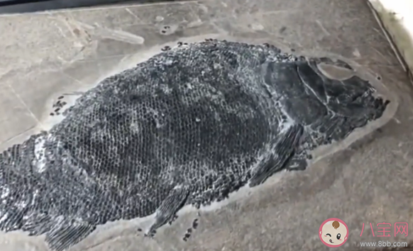 贵州2.44亿年前|贵州发现2.44亿年前大型盘州暴鱼是怎么回事 盘州暴鱼是什么物种
